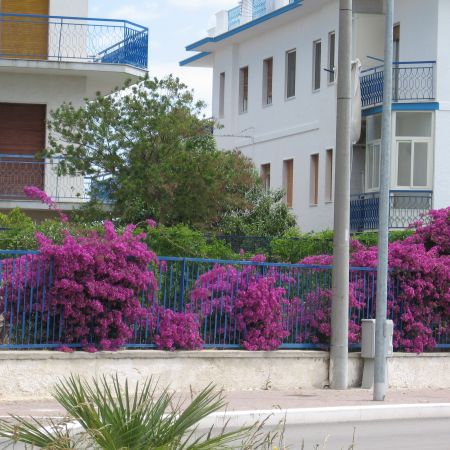 Bougainvillea sau floarea de hartie